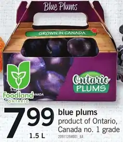 Loblaws Foodland Ontario blue plums offer