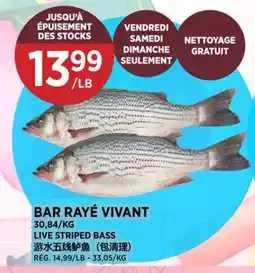 Kim Phat LIVE STRIPED BASS offer