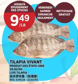 Kim Phat LIVE TILAPIA offer