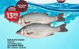 Kim Phat LIVE STRIPED BASS offer