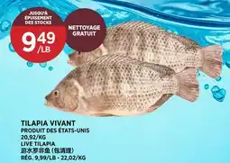 Kim Phat LIVE TILAPIA offer