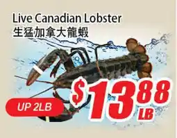 WinCo Food Mart Live Canadian Lobster offer