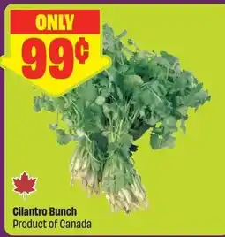 FreshCo Cilantro Bunch offer