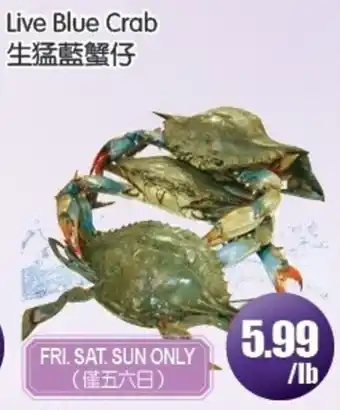 Live Blue Crab