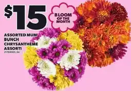 Independent Grocer Assorted Mum Bunch Chrysanthème Assorti offer