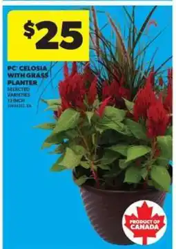 Real Canadian Superstore PC Celosia with Grass Planter offer