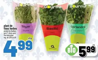 Metro Gourma plant de fines herbes offer