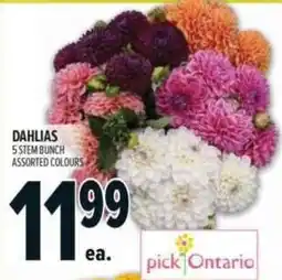 Metro Dahlias offer