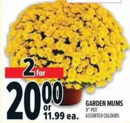 Metro Garden Mums offer