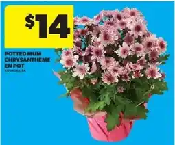 Real Canadian Superstore Potted Mum offer
