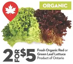 Longo's Organic Red or Green Leaf Lettuce offer