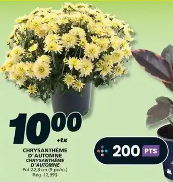 IGA Chrysanthème d'automne offer