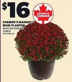 Loblaws Farmer's Market Mum Planter offer