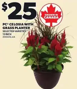 Loblaws PC celosia with grass planter offer