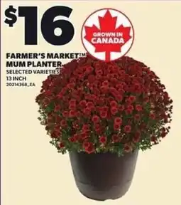 Loblaws Farmer's Market Mum Planter offer