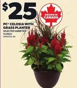 Loblaws PC celosia with grass planter offer