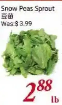 Tone Tai Supermarket Snow Peas Sprout offer