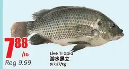 Terra Foodmart Live Tilapia offer