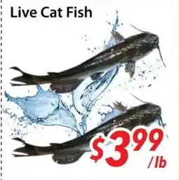 Bestco Food Mart Live Cat Fish offer