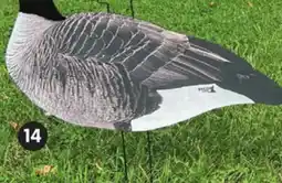 Canadian Tire DIRTY DOZEN HEAD FLOCKED CANADA GOOSE DECOYS offer