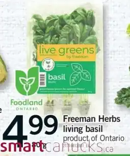 Fortinos freeman herbs living basil offer