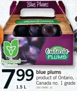 Fortinos Foodland Ontario blue plums offer