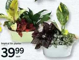 Fortinos tropical tin planter offer