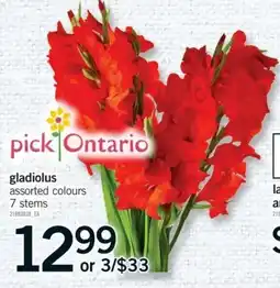 Fortinos pick Ontario gladiolus offer