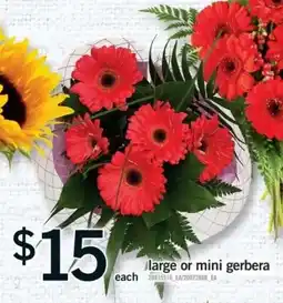 Fortinos large or mini gerbera offer