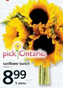 Fortinos pick ontario sunflower bunch offer