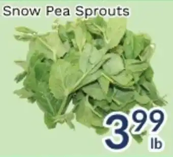 Snow Pea Sprouts