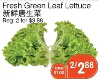 Fresh Green Leaf Lettuce