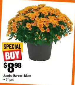 Home Depot Jumbo Harvest Mum offer