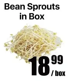 Bean Sprouts in Box