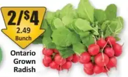 Starsky Radish offer