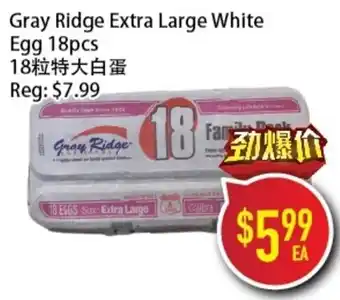 Gray Ridge extra large white egg