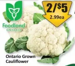 Starsky Foodland cauliflower offer