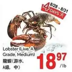 T&T Supermarket Lobster (Live, A Grade, Medium) offer