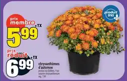 Super C chrysanthèmes d'automne | autumn chrysanthemum offer