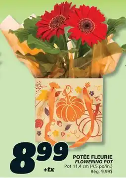IGA FLOWERING POT offer
