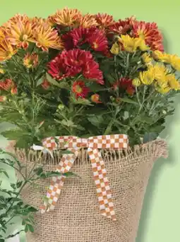 IGA TRICOLOR CHRYSANTHEMUM offer