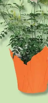 IGA TRICOLOR CHRYSANTHEMUM OR JASMIME offer