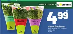 Metro PLANT DE FINES HERBES | FINE HERB PLANT offer
