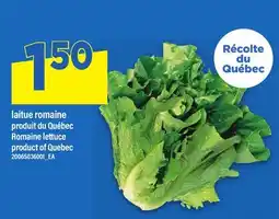 Maxi LAITUE ROMAINE | ROMAINE LETTUCE offer