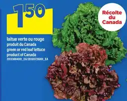 Maxi LAITUE VERTE OU ROUGE | GREEN OR RED LEAF LETTUCE offer