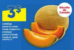 Maxi CANTALOUP | CANTALOUPE offer