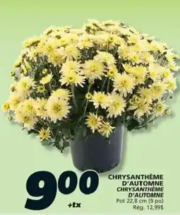 IGA Chrysanthème d'automne offer