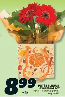 IGA Potée Fleurie Flowering Pot offer
