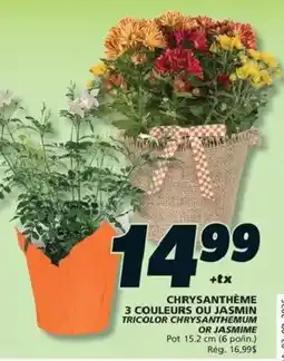 IGA Chrysanthème tricolor or jasmin offer