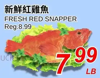 Fresh red snapper